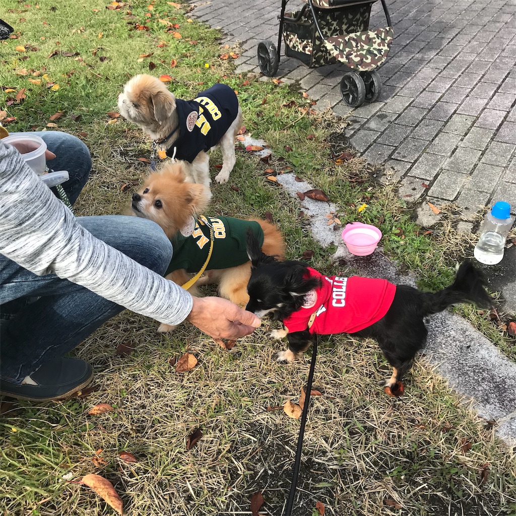 f:id:dogsss:20191028132708j:image