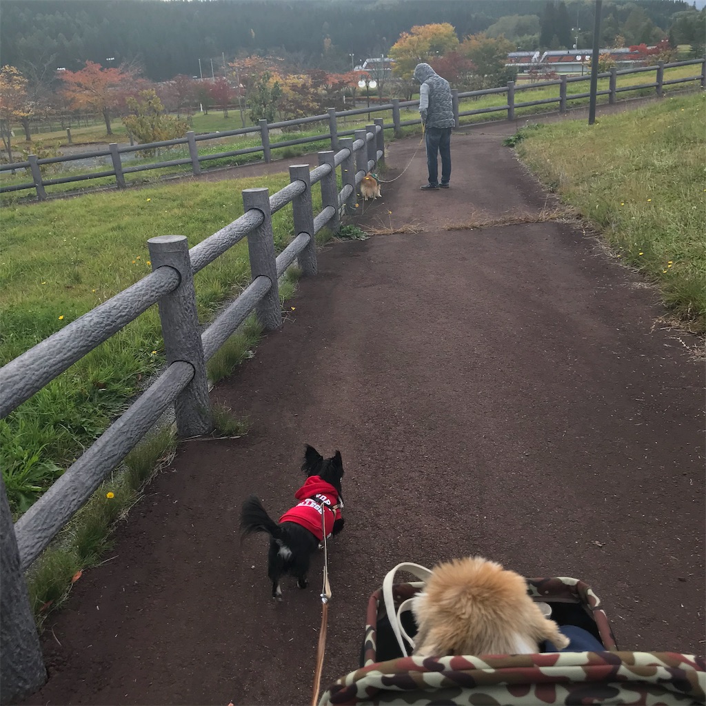 f:id:dogsss:20191028132820j:image