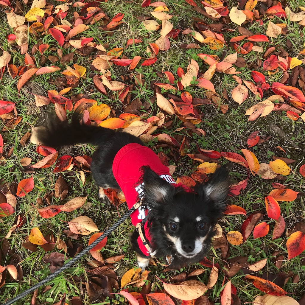 f:id:dogsss:20191028134715j:image