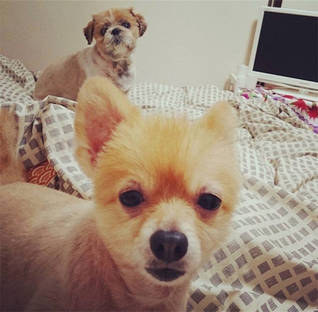 f:id:dogsss:20191028210205j:image