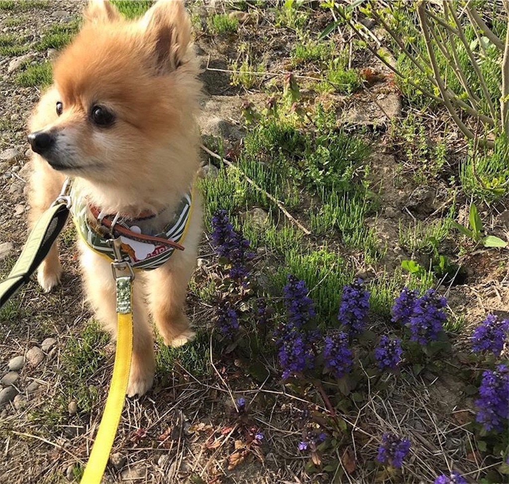 f:id:dogsss:20191028210506j:image