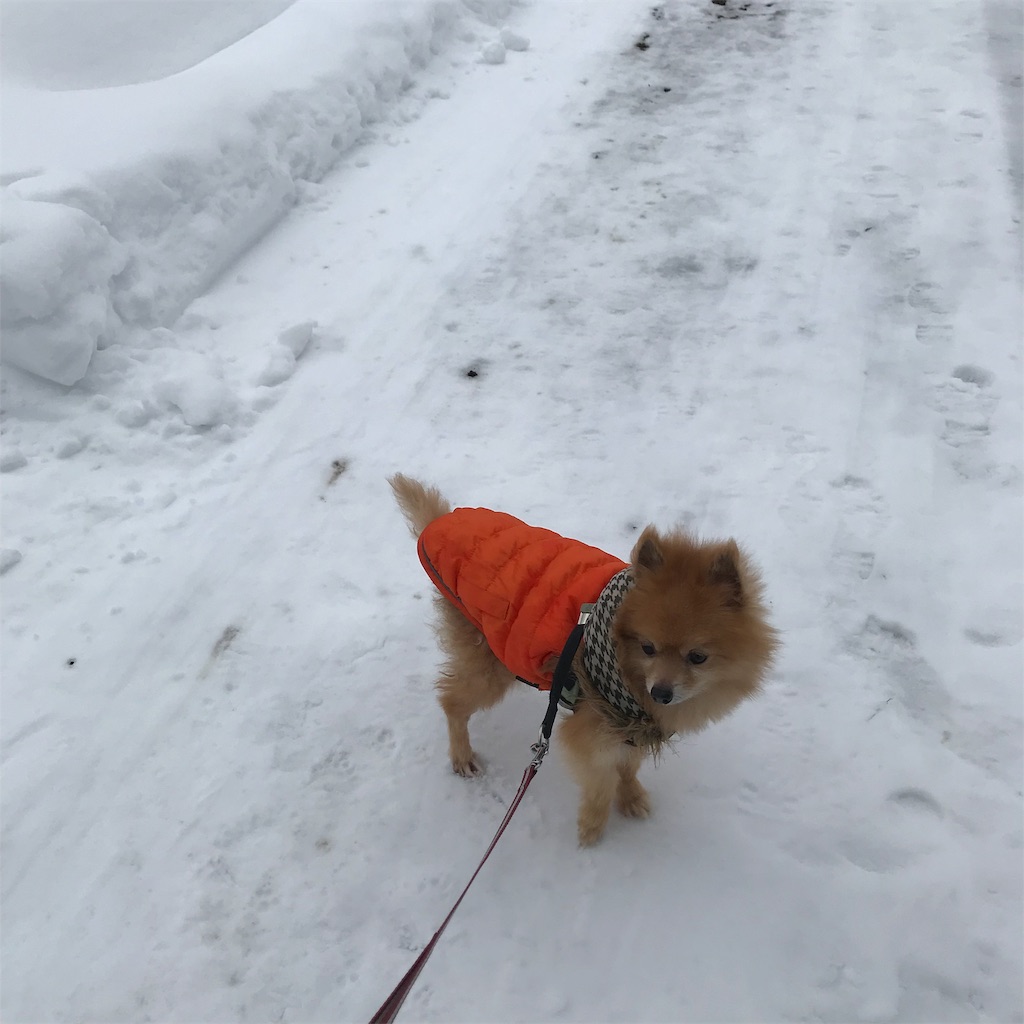 f:id:dogsss:20191028210609j:image