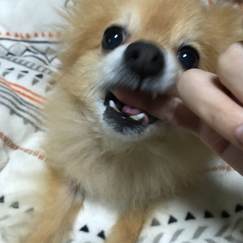 f:id:dogsss:20191028210708j:image