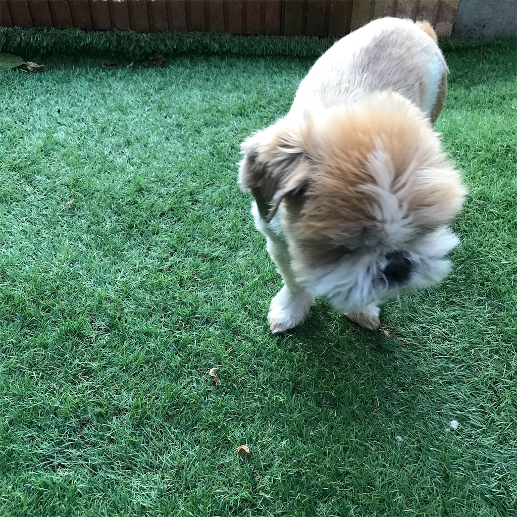 f:id:dogsss:20191030201145j:image