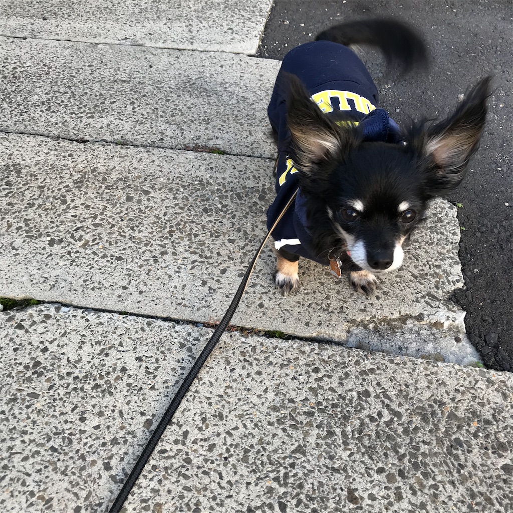 f:id:dogsss:20191030201306j:image