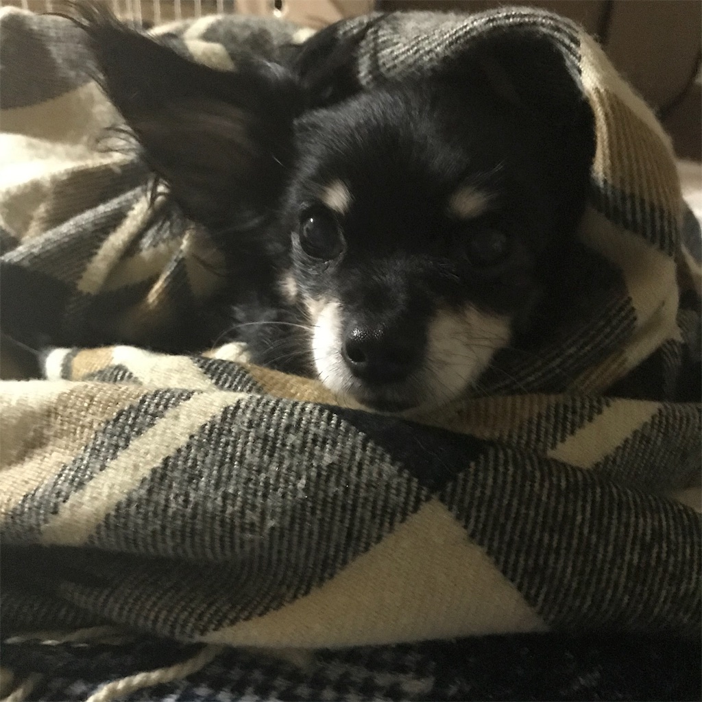 f:id:dogsss:20191030201552j:image