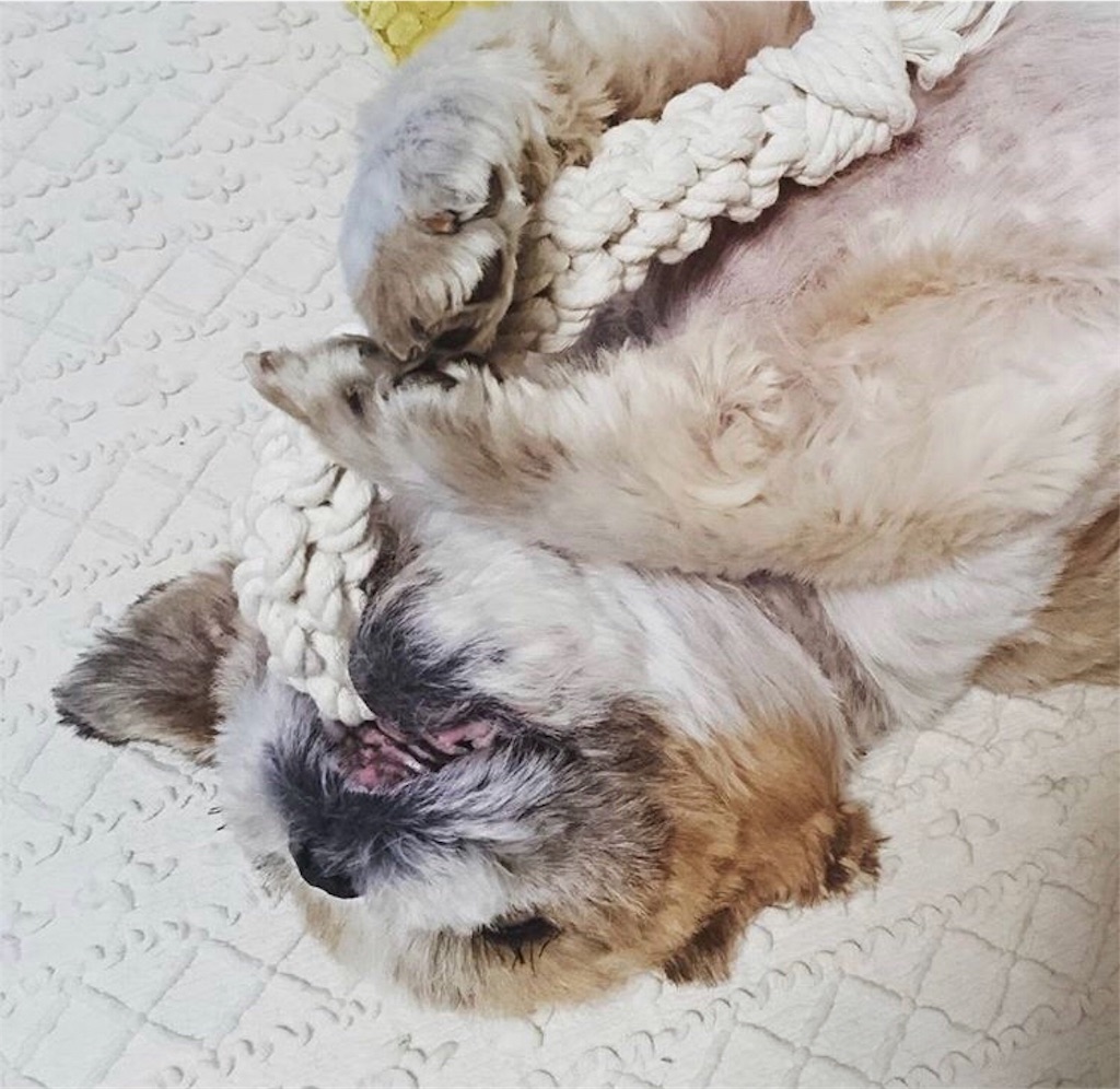 f:id:dogsss:20191030201627j:image
