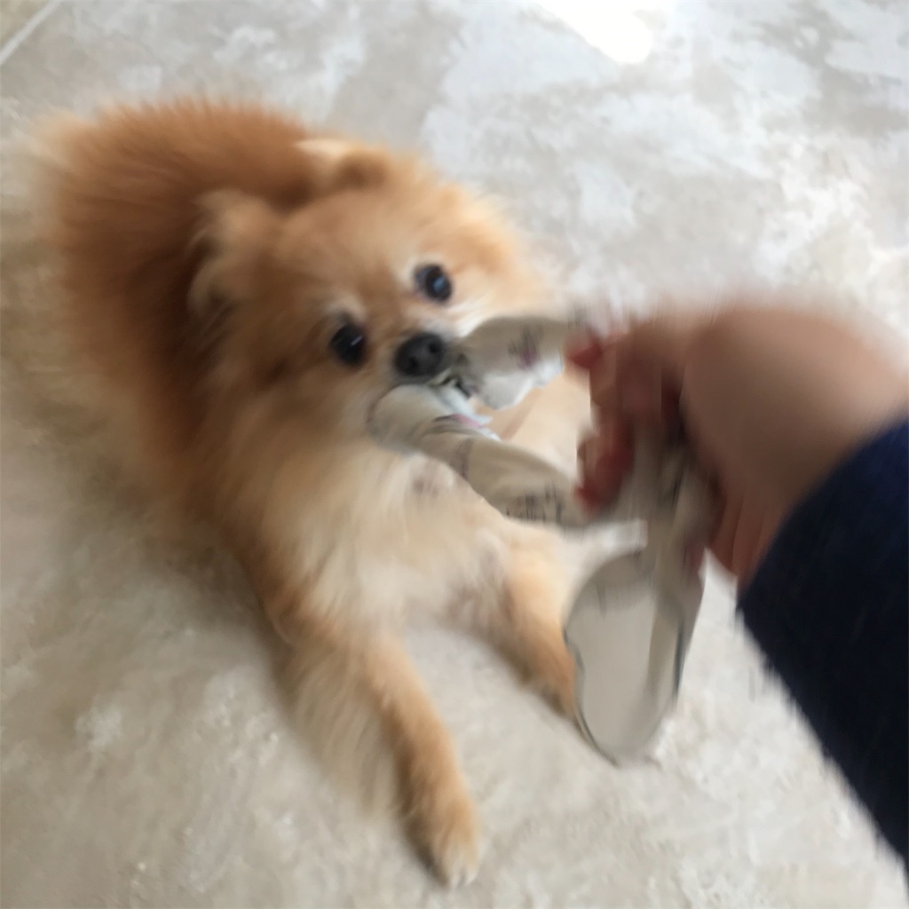 f:id:dogsss:20191030204816j:image