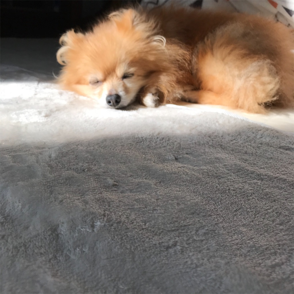 f:id:dogsss:20191030204916j:image