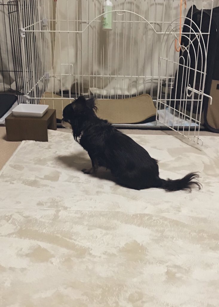 f:id:dogsss:20191101221237j:image