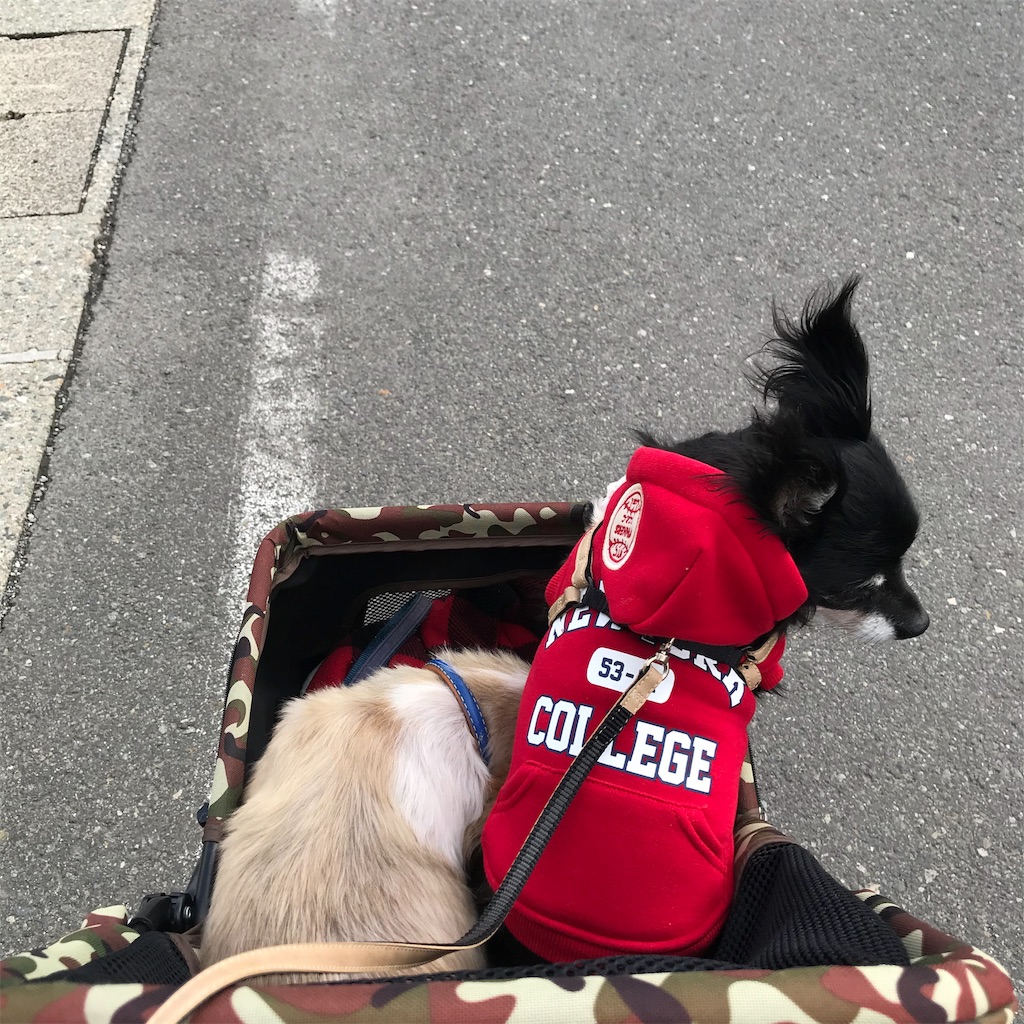 f:id:dogsss:20191101221526j:image