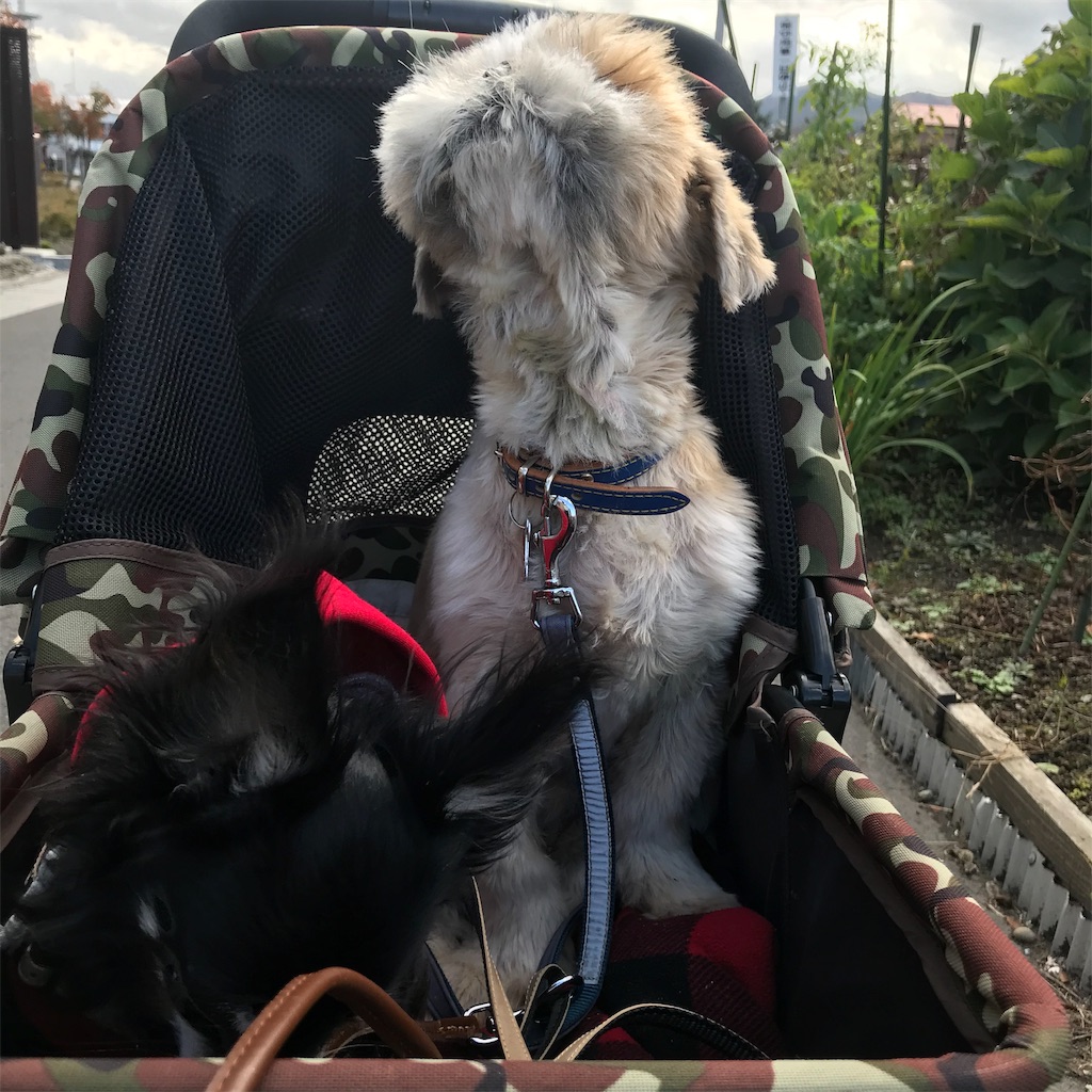 f:id:dogsss:20191101232955j:image