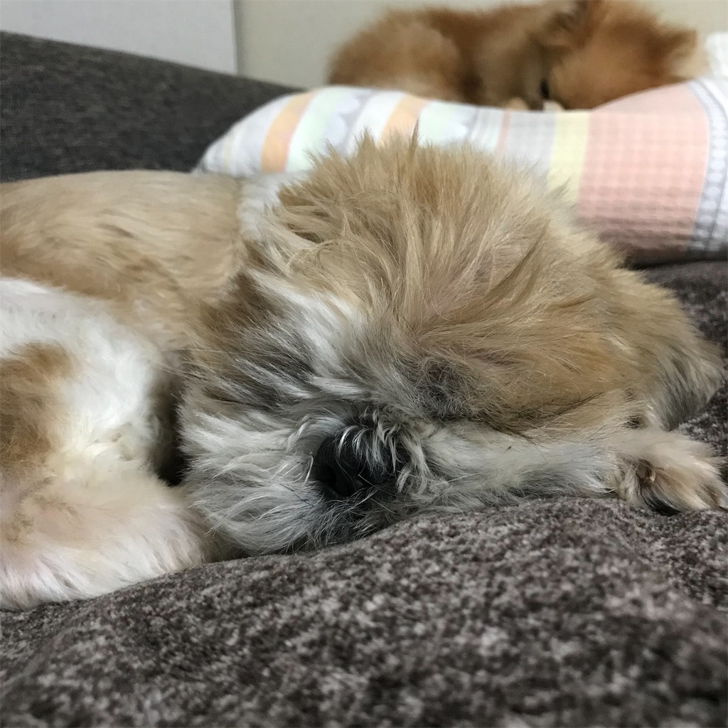f:id:dogsss:20191101233049j:image