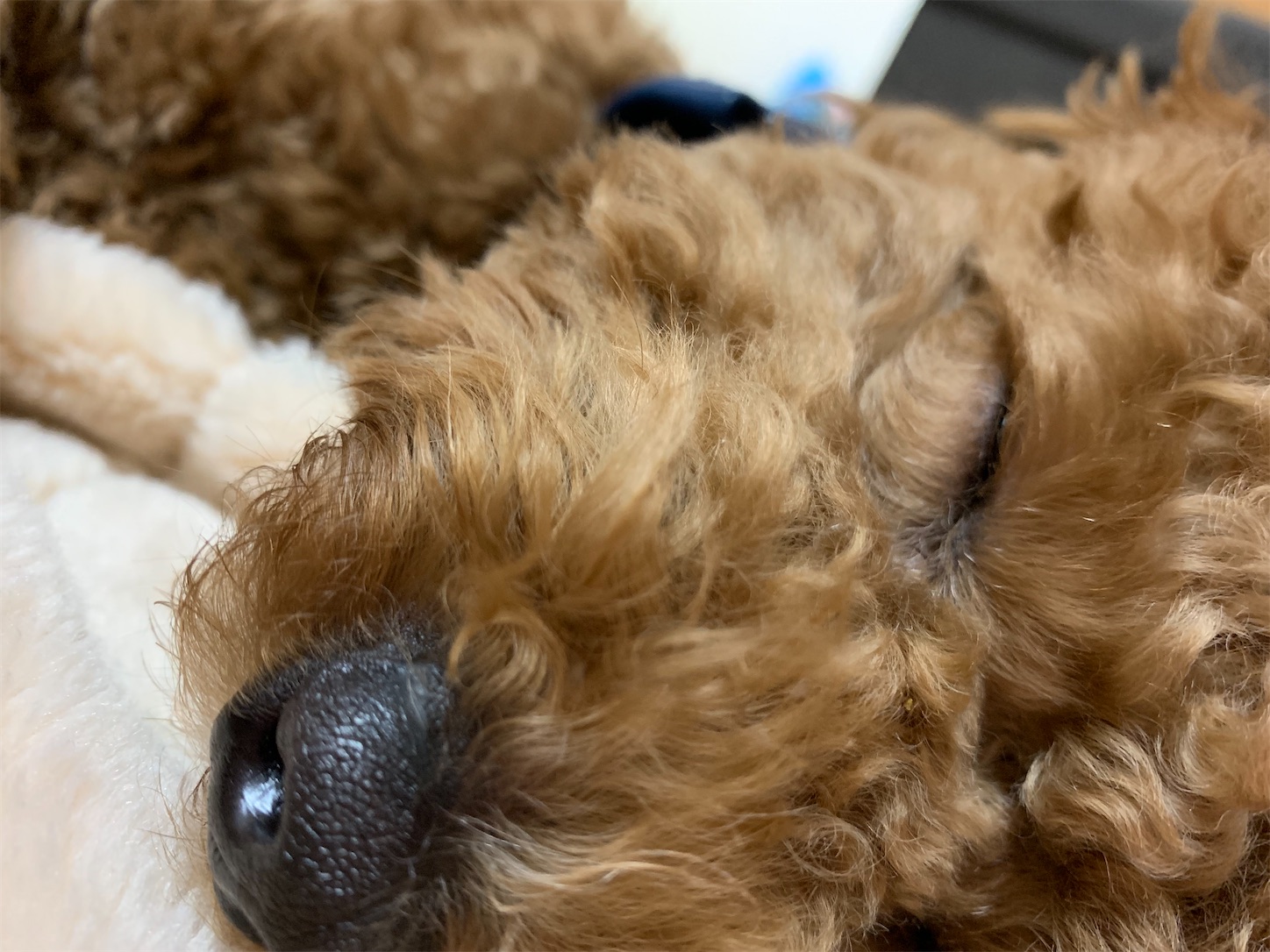 f:id:dogsthx:20200514150438j:image