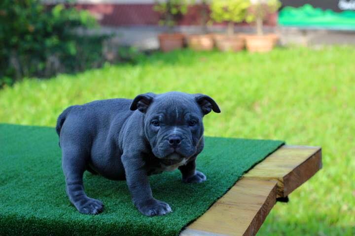 f:id:dogtipser:20160719124231j:plain