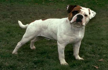 f:id:dogtipser:20160719124719j:plain