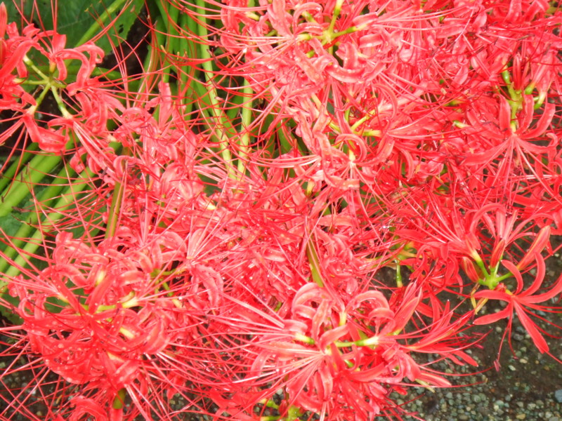 f:id:dohgen:20050925075239j:image
