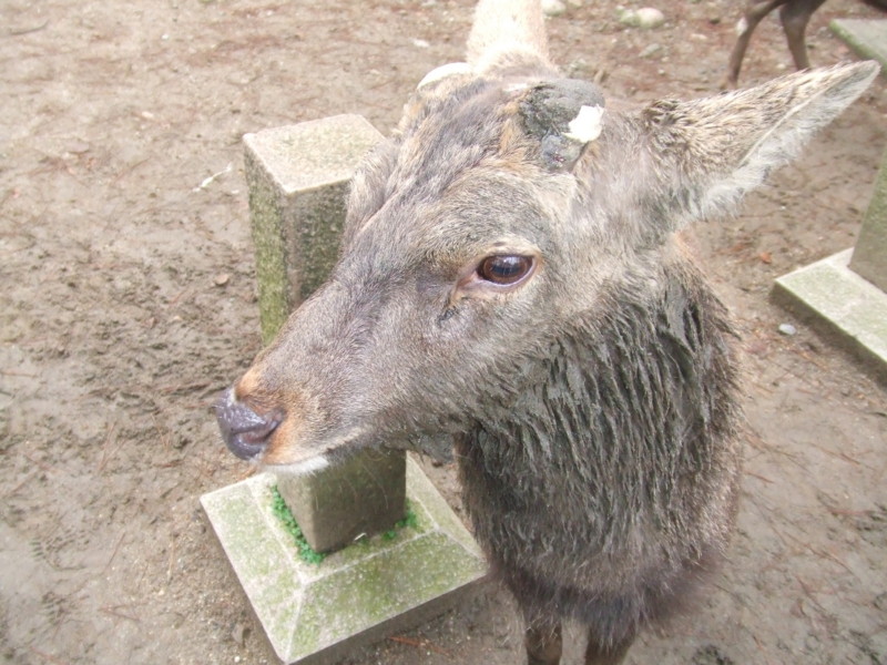 f:id:dohgen:20081117081221j:image