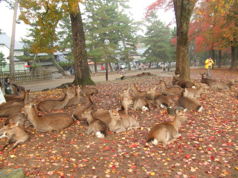 f:id:dohgen:20081117083039j:image