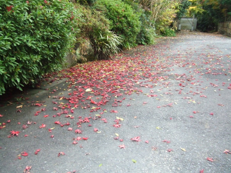 f:id:dohgen:20081125133015j:image
