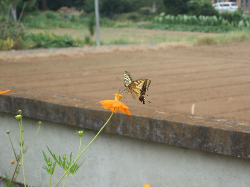 f:id:dohgen:20090822113051j:image