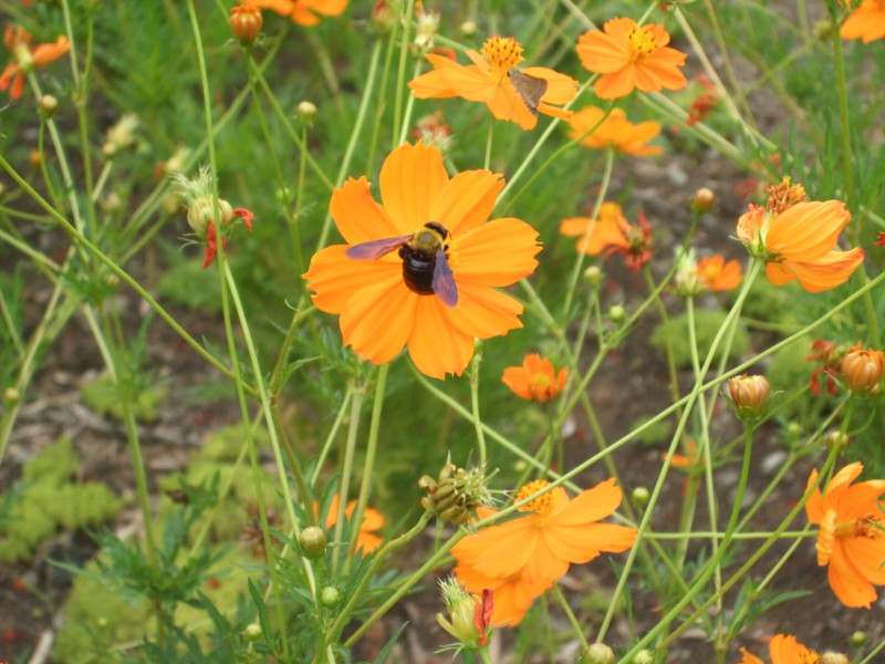 f:id:dohgen:20090822113122j:image