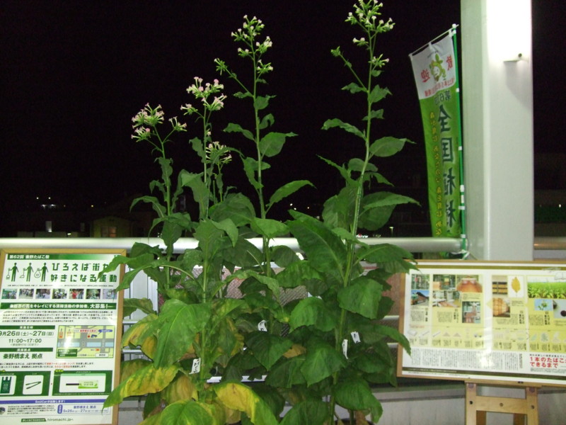 f:id:dohgen:20090926221713j:image