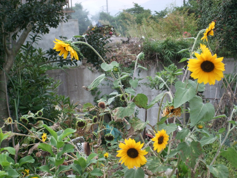 f:id:dohgen:20090927161750j:image