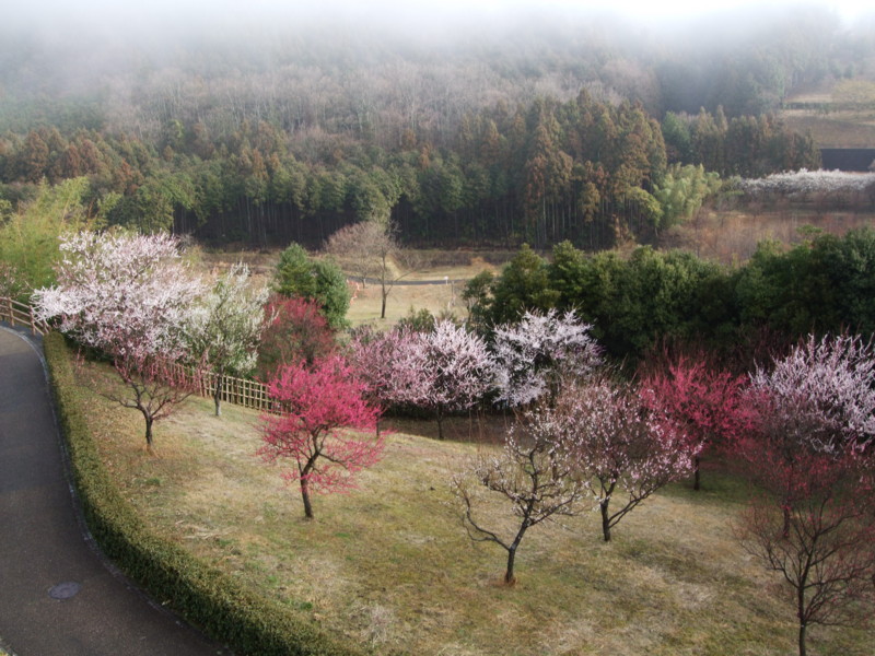 f:id:dohgen:20100305075235j:image