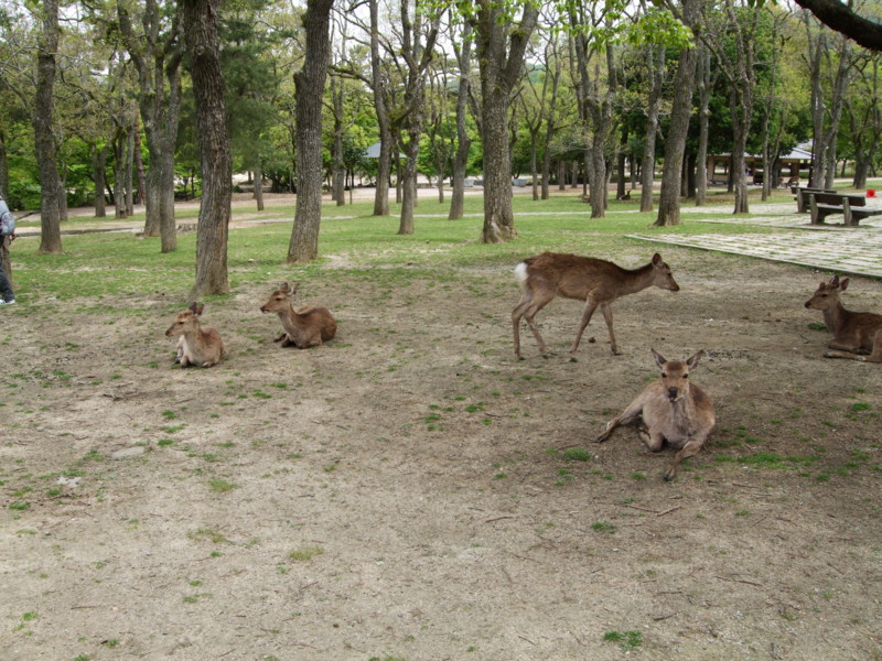 f:id:dohgen:20100509104651j:image