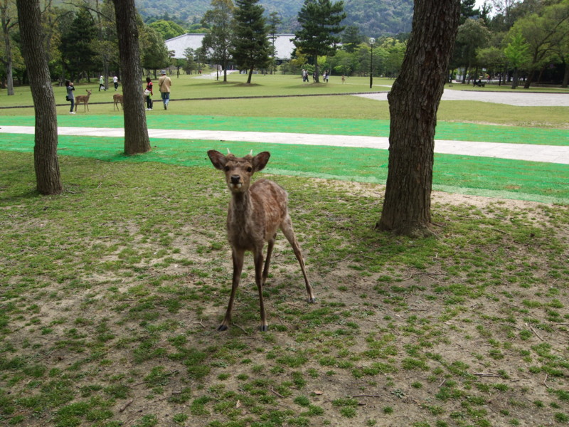 f:id:dohgen:20100509104710j:image
