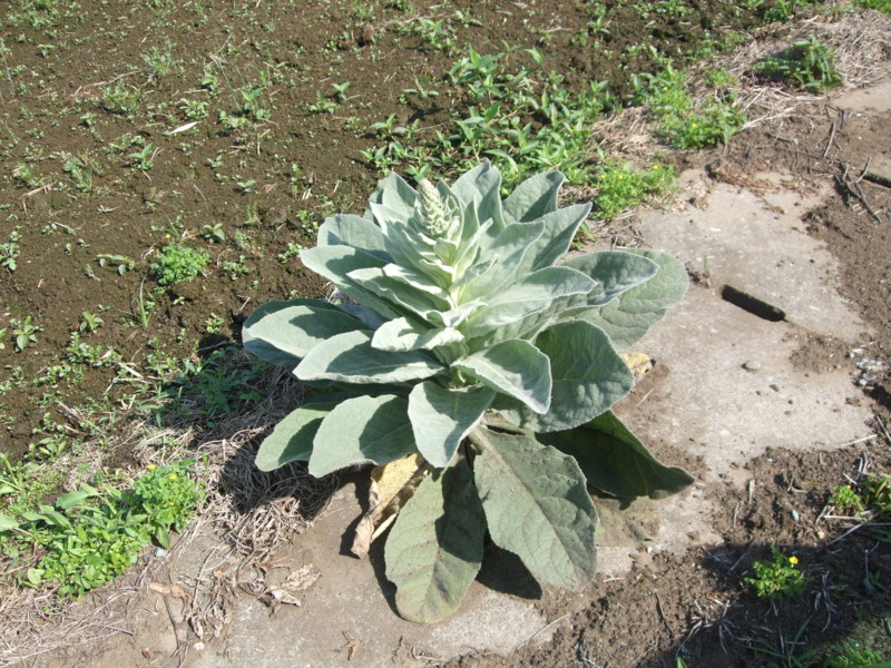 f:id:dohgen:20100610083129j:image f:id:dohgen:20100610083129j:image