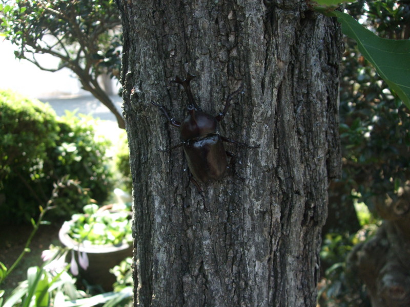 f:id:dohgen:20100722093044j:image