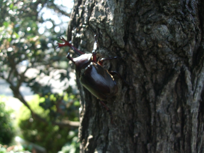 f:id:dohgen:20100722093048j:image