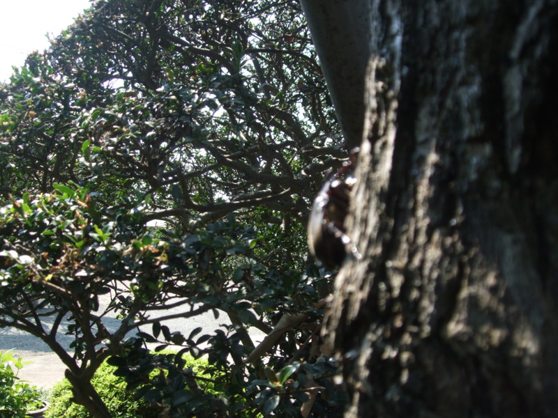 f:id:dohgen:20100722093052j:image