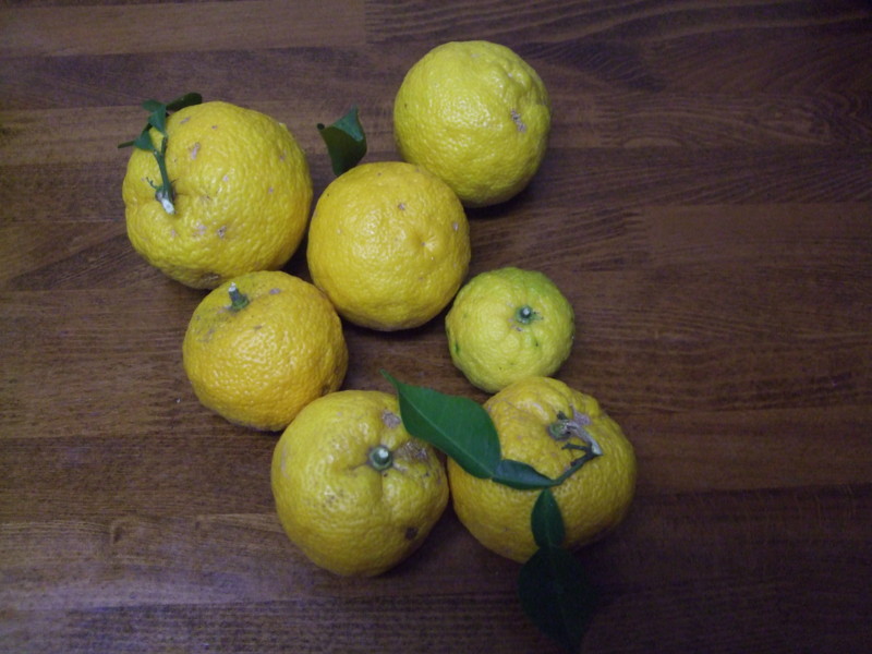 f:id:dohgen:20101121211501j:image
