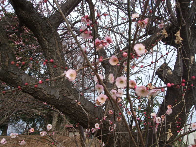 f:id:dohgen:20110210085800j:image