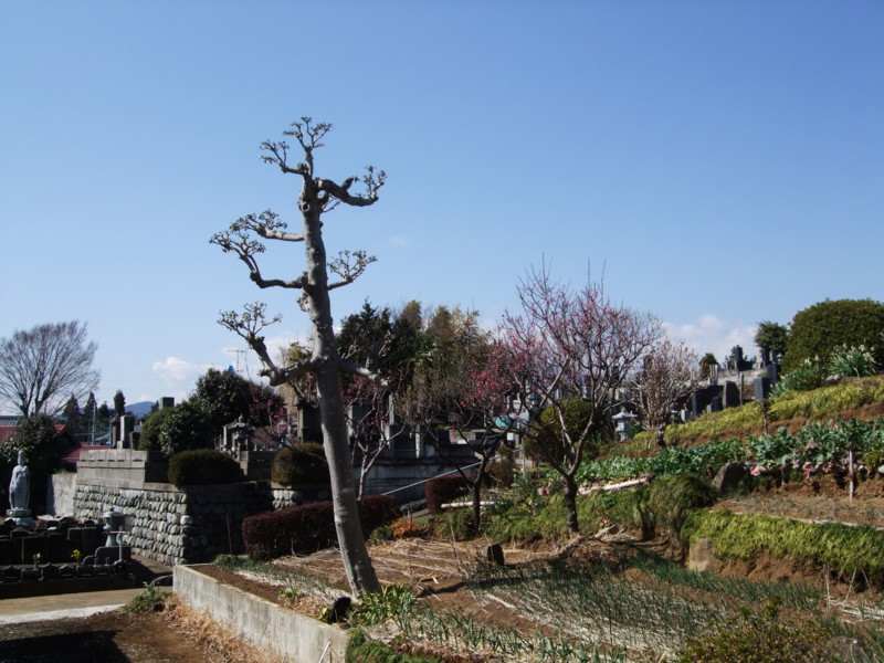 f:id:dohgen:20110305124501j:image