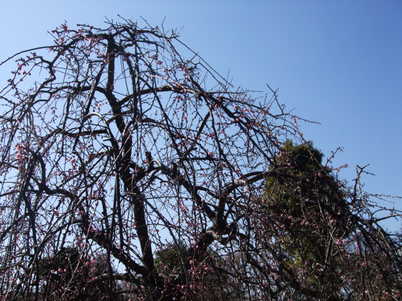 f:id:dohgen:20110305124641j:image
