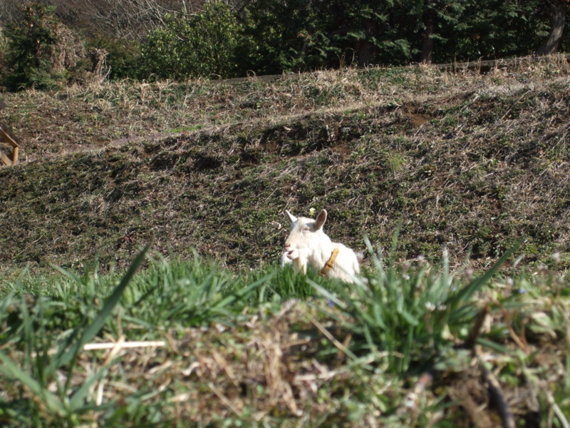 f:id:dohgen:20110318145304j:image