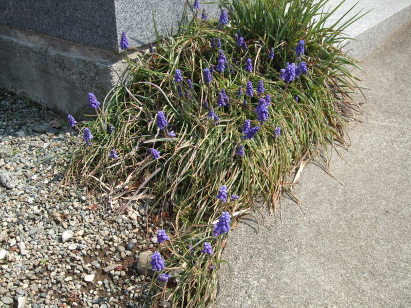 f:id:dohgen:20110325102952j:image