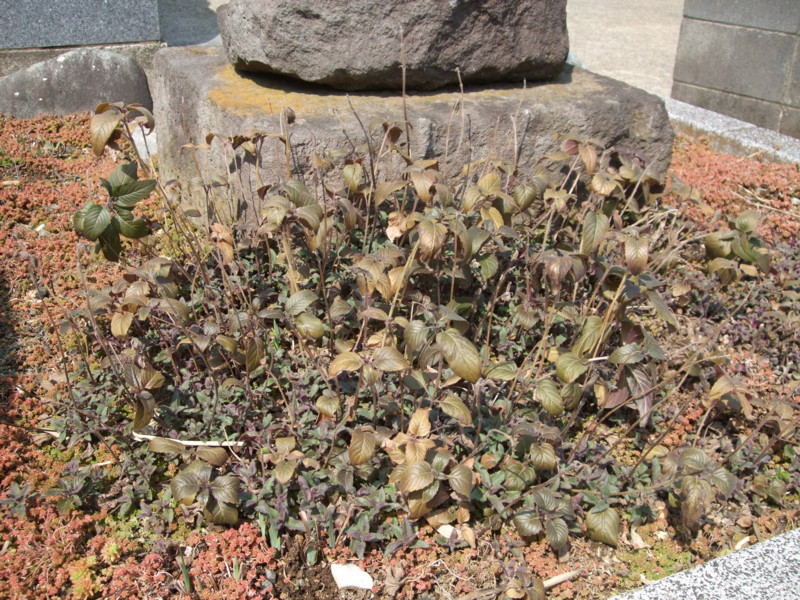 f:id:dohgen:20110325103130j:image