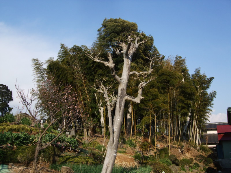 f:id:dohgen:20110331155356j:image