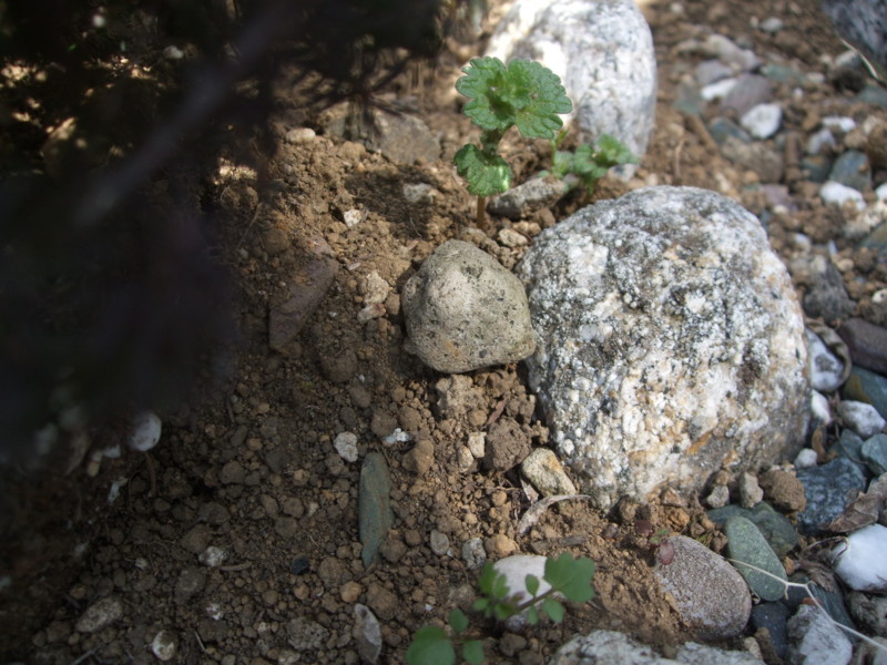 f:id:dohgen:20110404133137j:image