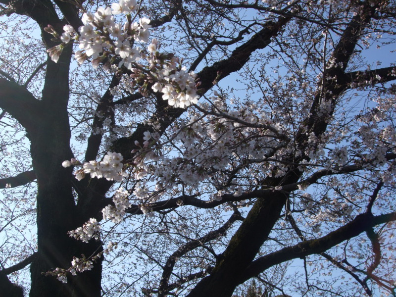 f:id:dohgen:20110406082906j:image