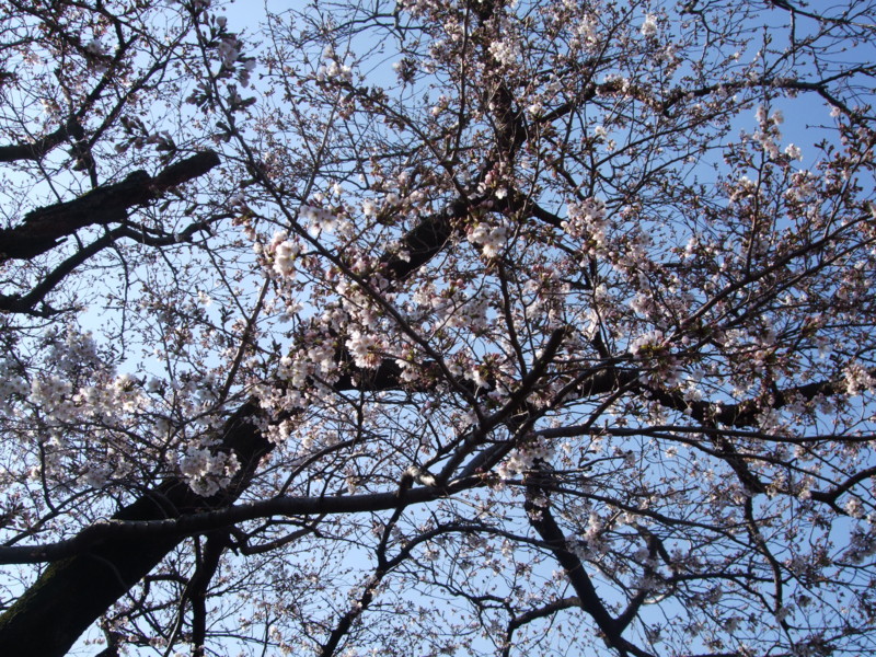 f:id:dohgen:20110406082922j:image