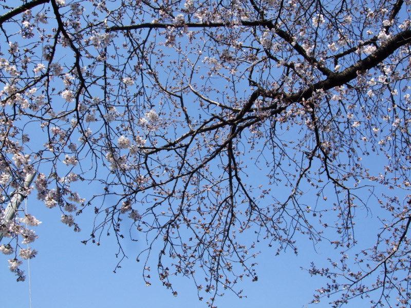 f:id:dohgen:20110406082954j:image