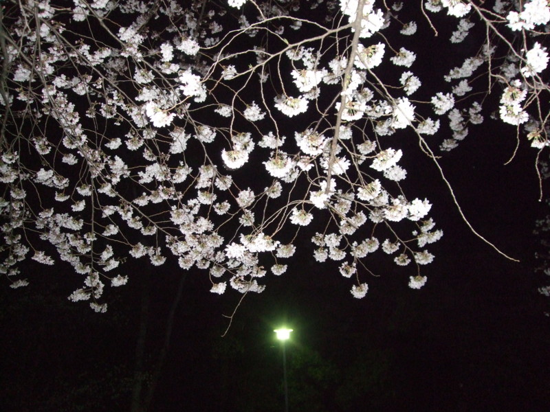 f:id:dohgen:20110407211653j:image