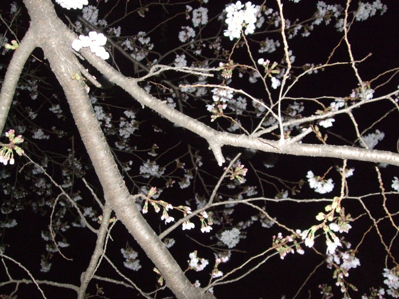 f:id:dohgen:20110407211738j:image