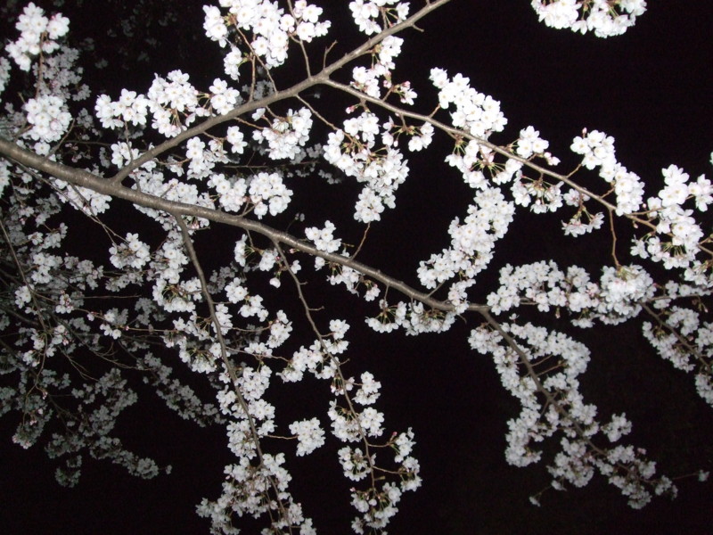 f:id:dohgen:20110407211825j:image